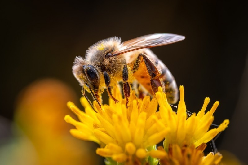 见所未见百微新生 索尼发布首款G大师微距镜头FE100mm F2.8 Macro GM OSS
