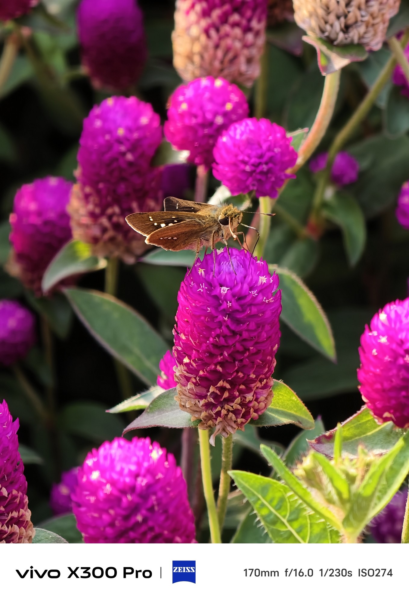 全场景都能出“巨片” vivo X300 Pro影像实测