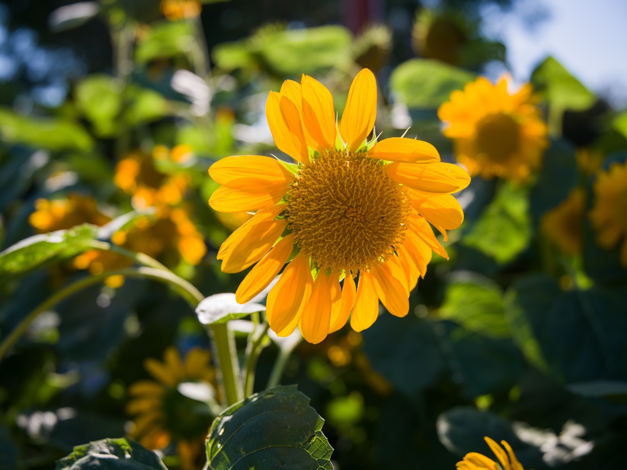 极致画质体验 哈苏X2D II 100C评测