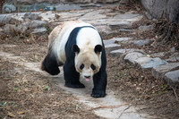  Experience of capturing 55-250mm lens of national treasure panda Canon
