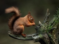 SIGMA����|300-600mm F4 DG OS�콢��Զ���±��