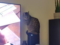 èſXbox��ɢ���½����������÷����ֽ���缲