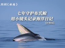 《七年，陈默在云端给布氏鲸安了个“家”》