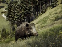 敢问鹿在何方?快来《猎人之路》一块寻找吧