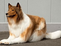 日本男子花百万日元变狗:最近还换了新品种