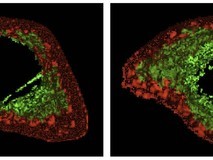 “中国科学家研发抗衰老工程细胞,灵长类验证有效”