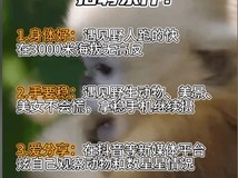 神农架招聘要求“遇见野人跑得快”!官方回应:属实