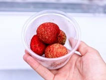 卡萨帝冰箱重走荔枝道,7日鲜突破荔枝储存极限