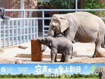 济南动物园来了位“重量级”朋友:容声大冰象带来的不止是食物