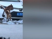 狗啃丰田卡罗拉视频爆红,百万转发背后的真相成谜