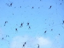 印尼现蜘蛛气球飞行奇观:数十只蛛群聚电线飘移