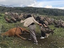 四川康定女子驱赶高山兀鹫引热议:无知干预触碰生态红线与法律底线