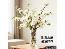 优跃白色带苞梅花干枝18枝仅8.9元