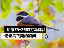 记录鸟飞翔的瞬间 尼康Z9+Z600mm f/6.3 VR S镜头生态摄影体验