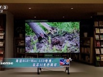 2026高端电视首选!海信RGB-Mini LED技术确立全球高端显示的“中国标准”