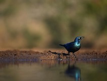 镜见湿地生灵,传递自然共生之韵