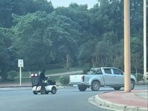 狗开车引热议 主人回应训练初衷