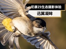 迅翼凝眸 尼康Z9+尼克尔 Z 600mm f/6.3 VR S生态摄影体验