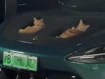 小米SU7 Ultra风道成流浪猫网红猫窝,科技与温情意外共鸣