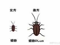蟑螂!发售一周年销量破九千,限时4元热卖中