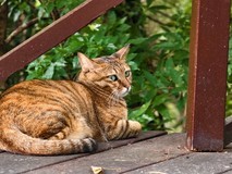 统一场景实拍大对比 vivo X200 Ultra色彩模式全面解析