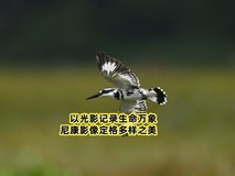 以光影记录生命万象,尼康影像定格多样之美