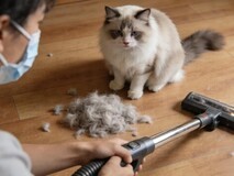 2026女生养宠吸尘器选购指南:防缠绕与自动集尘技术解析,告别毛发清理困扰