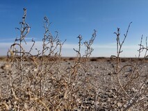 廿载公益路 初心向未来:兄弟(中国)与合作伙伴共建20周年纪念林