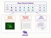 智源与清华大学合作成果登上Science,揭示“记忆-睡眠”双向调控新机制