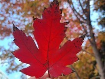 拍秋天城市100种落叶去班味儿,存储云端随时保证手机空间充足