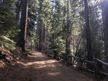 华裔谷歌工程师优胜美地徒步时遭坠枝击中身亡