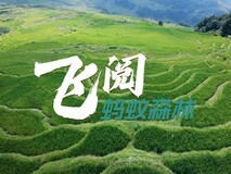 蚂蚁森林九载种树6.19亿株,助力生态修复与民生就业