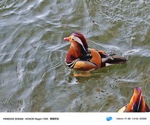 荣耀Magic7 RSR保时捷设计实测，告诉你为什么手机影像看骁龙？