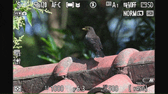 拍照体验和视频性能全升级 尼康Z6III成最值得购买微单相机