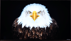 海信U7Q评测：闭眼入的电视“王炸”，凭啥这么牛？