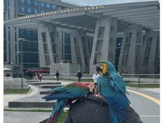 逆转裁判诚不欺我 律师称一男子因鹦鹉得知妻子出轨