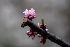 一镜走天下的魅力 尼克尔Z 28-400mm f/4-8 VR镜头体验