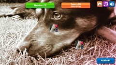 狗游戏哪些值得玩 最新狗游戏精选