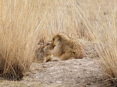 一亿像素下的荒原生灵诗篇 富士GFX100 II生态摄影体验