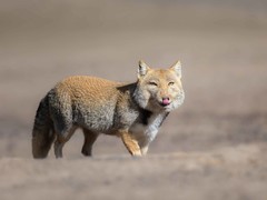 一亿像素下的荒原生灵诗篇 富士GFX100 II生态摄影体验