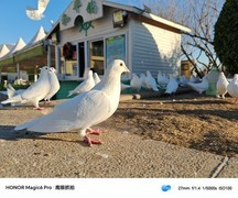 手机拍照媲美专业相机 618这3款影像旗舰值得选择