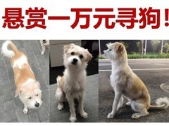 小米最可爱员工樱桃走失：官方再次悬赏万元求线索