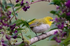 轻量化生态摄影神器 尼康Z6 III+180-600m镜头组合