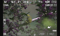 轻量化生态摄影神器 尼康Z6 III+180-600m镜头组合