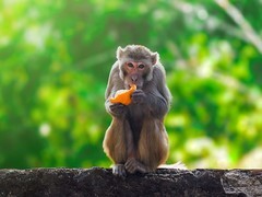 美国实验室逃出的43只实验猴子仍未全部捉拿 可能携带致命病毒