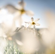 轻松满足一亿像素中画幅 富士GFX100S II镜头大推荐