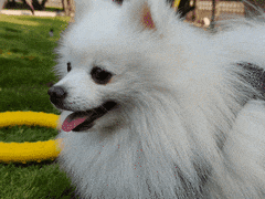 OPPO机主看过来！教你拍出春节好照片