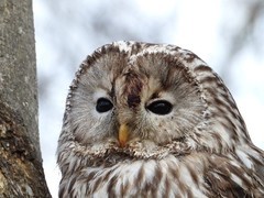 尼康发布高倍光学变焦的轻便型数码相机COOLPIX P1100