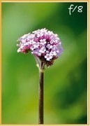 国庆节要出片，四个手机拍照技巧一定要会