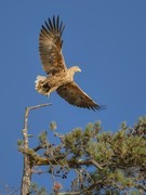富士GFX100 II+GF500mm F5.6：感受中画幅相机生态摄影魅力